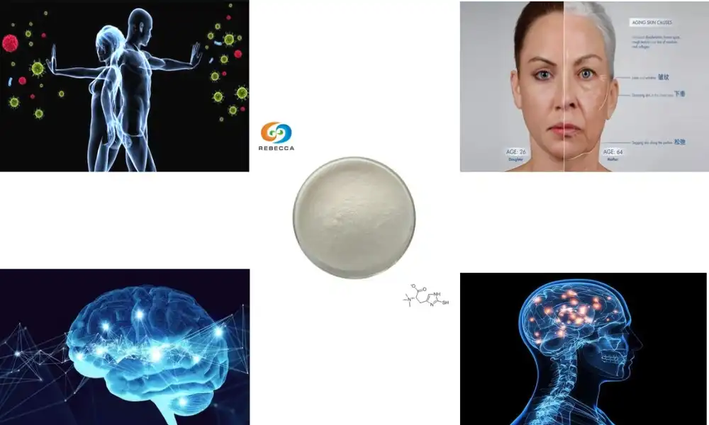 What Makes L-Ergothioneine a “Longevity Vitamin”?